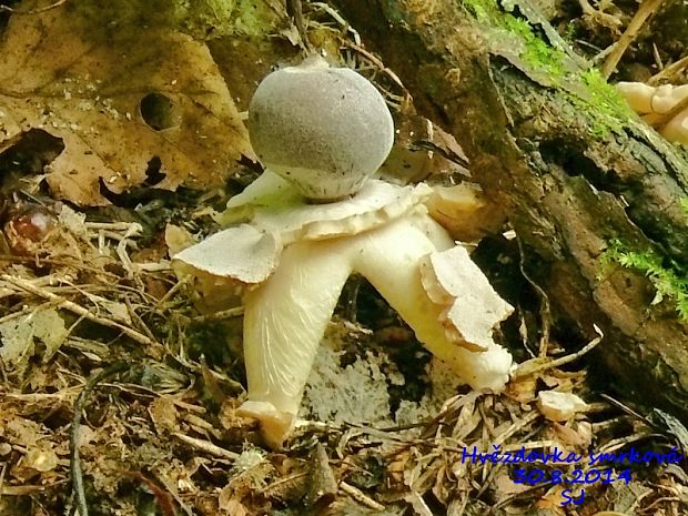 hviezdovka štvorcípová Geastrum quadrifidum DC. ex Pers.