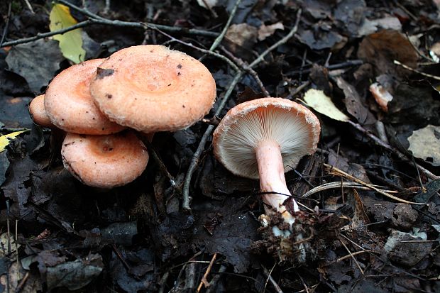 rýdzik kravský Lactarius torminosus (Schaeff.) Gray