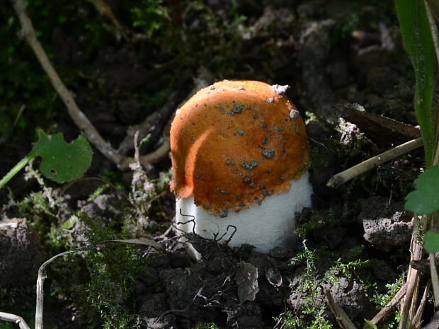 kozák osikový Leccinum albostipitatum den Bakker & Noordel.