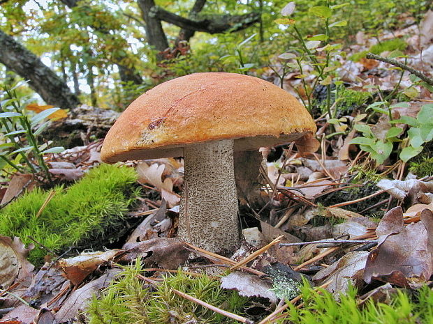 kozák dubový Leccinum aurantiacum (Bull.) Gray