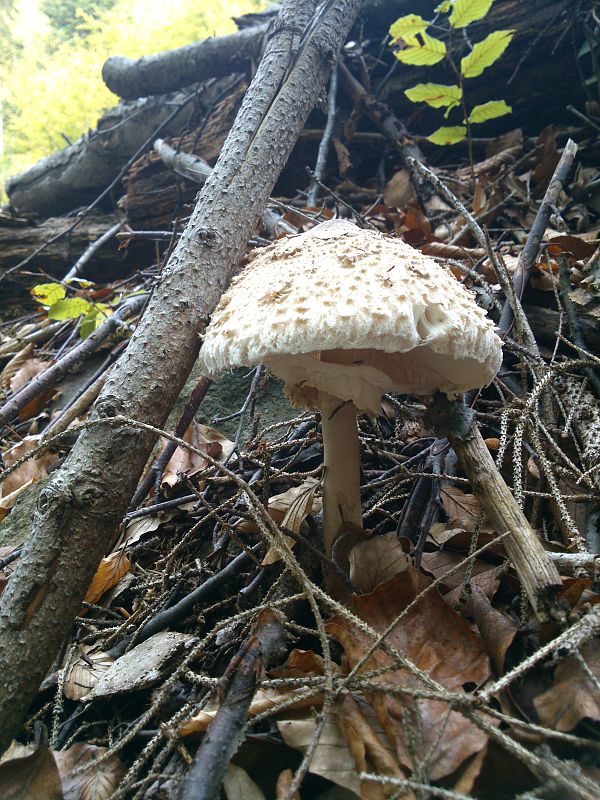 bedľa vysoká Macrolepiota procera (Scop.) Singer