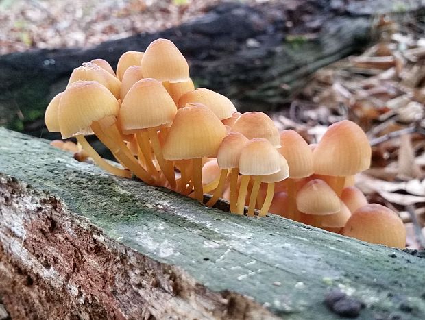 prilbička žltohlúbiková Mycena renati Quél.