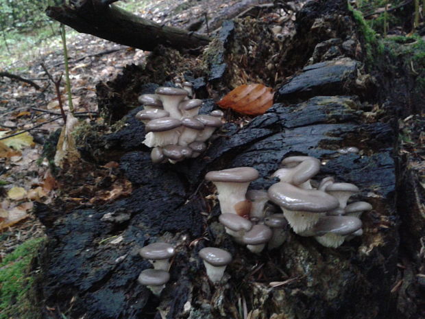 hliva ustricovitá Pleurotus ostreatus (Jacq.) P. Kumm.