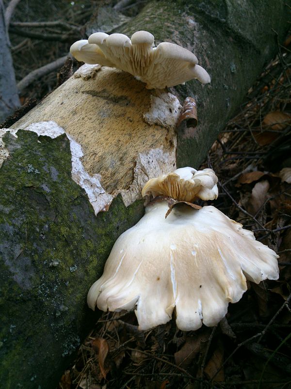 hliva buková Pleurotus pulmonarius (Fr.) Quél.