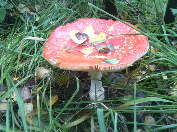 muchotrávka červená Amanita muscaria (L.) Lam.