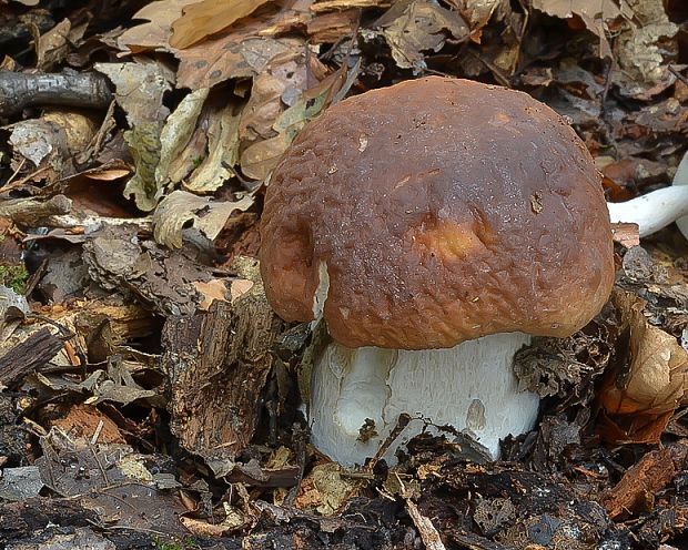 hríb smrekový Boletus edulis Bull.