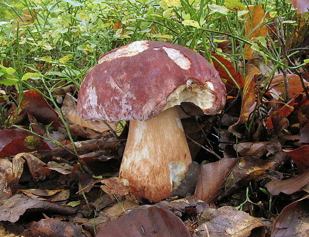 hríb sosnový Boletus pinophilus Pil. et Dermek in Pil.