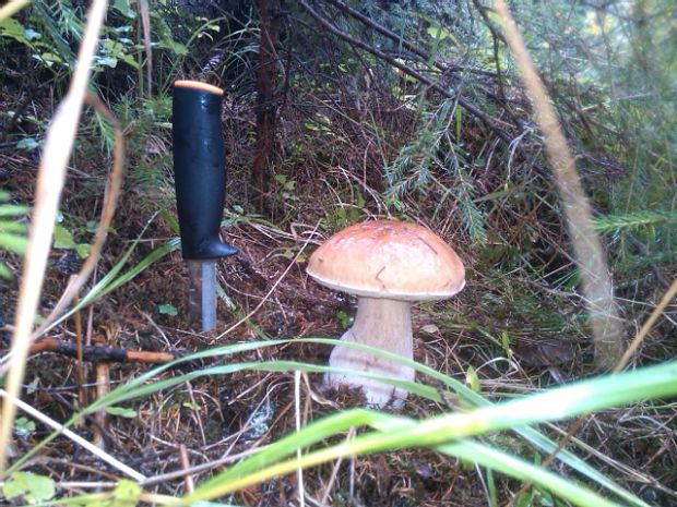 hríb Boletus sp.