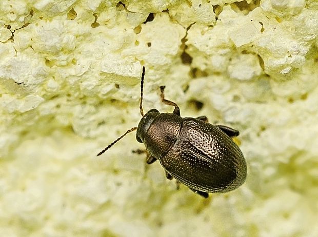 skočka Chaetocnema hortensis