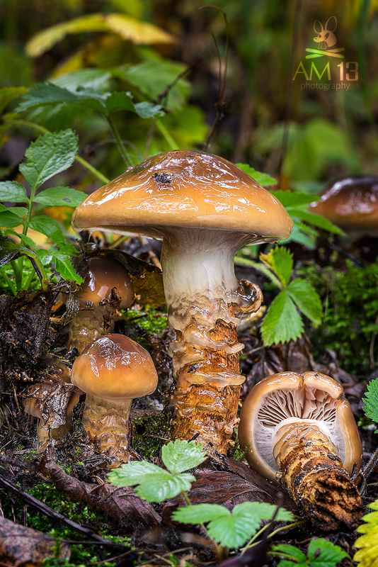 pavučinovec mazľavý Cortinarius trivialis J.E. Lange