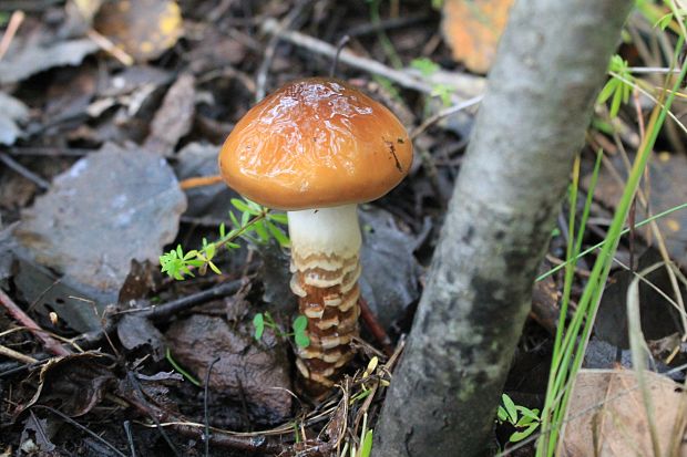 pavučinovec mazľavý Cortinarius trivialis J.E. Lange