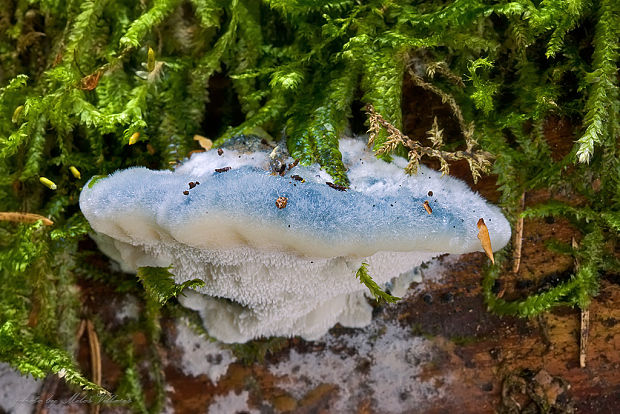 šťavnatec modrastý Cyanosporus caesius (Schrad.) McGinty