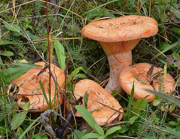 rýdzik pravý Lactarius deliciosus (L.) Gray