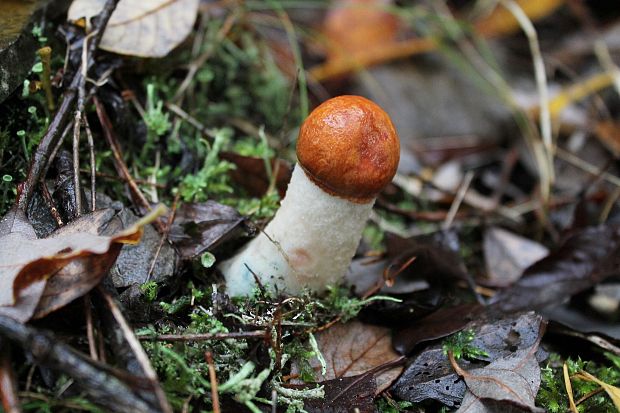 kozák osikový Leccinum albostipitatum den Bakker & Noordel.