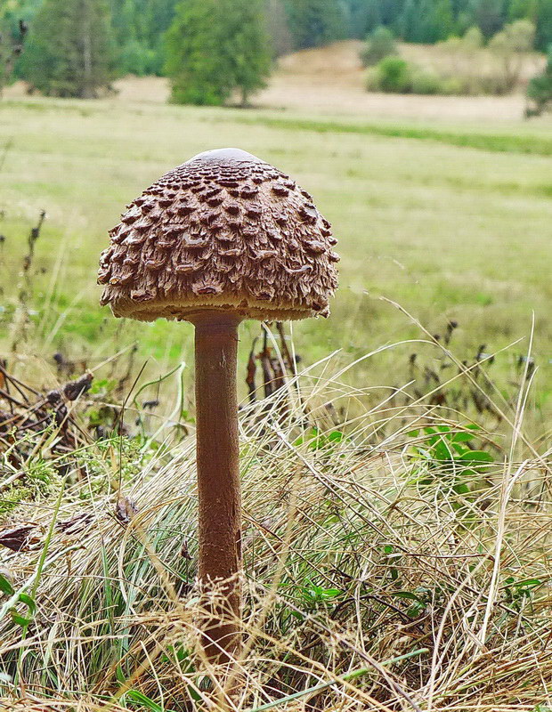 bedľa vysoká Macrolepiota procera (Scop.) Singer