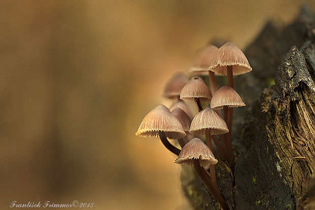 prilbička krvavomliečna Mycena haematopus (Pers.) P. Kumm.