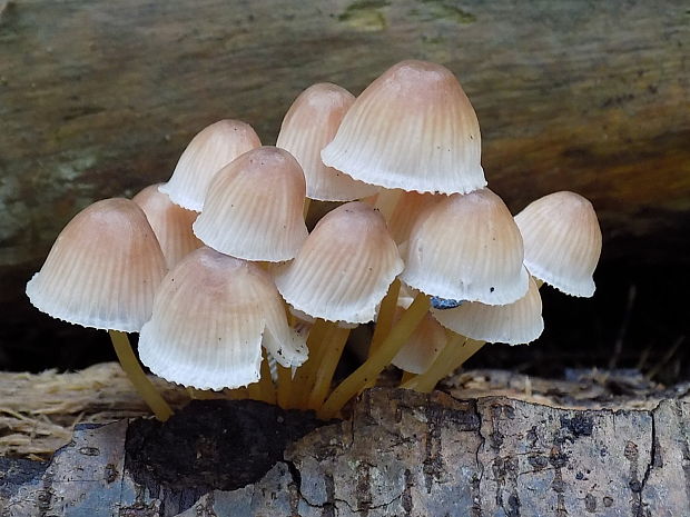 prilbička žltohlúbiková Mycena renati Quél.