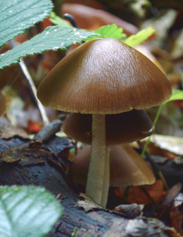 drobuľka Psathyrella sp.