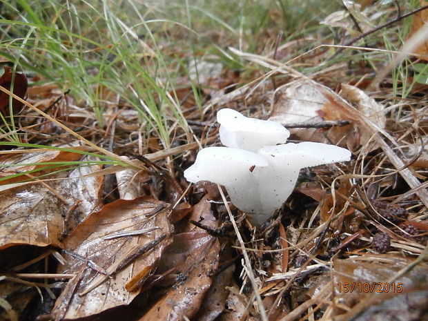 pajelenká želatinová Pseudohydnum gelatinosum (Scop.) P. Karst.