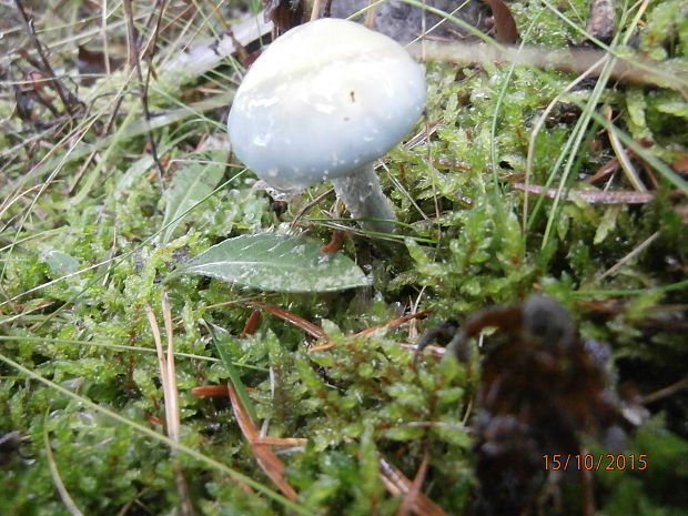 golierovka zelenkastá Stropharia aeruginosa (Curtis) Quél.