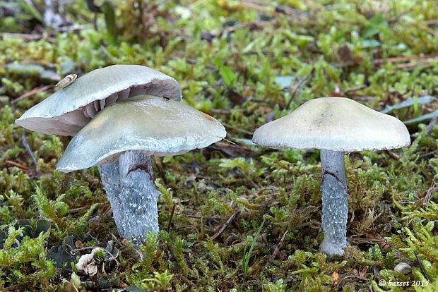 golierovka zelenomodrá Stropharia caerulea Kreisel