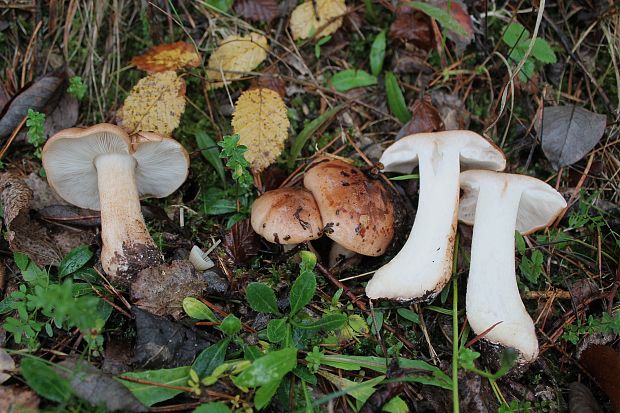 čírovka topoľová Tricholoma populinum J.E. Lange