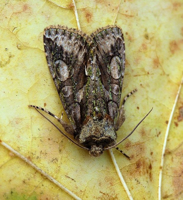 mora hlohová Allophyes oxyacanthae