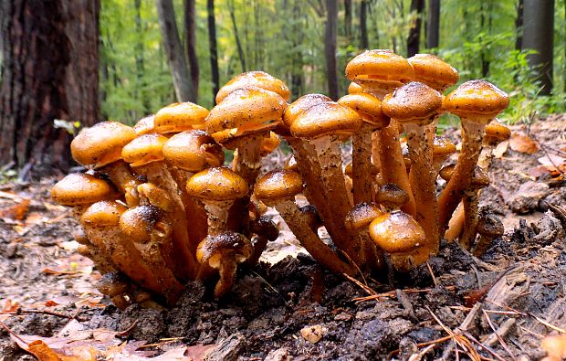 podpňovka obyčajná Armillaria mellea (Vahl) P. Kumm.