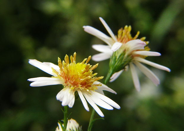 astra kopijovitolistá Aster lanceolatus Willd.