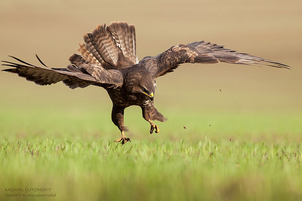 myšiak lesný Buteo buteo