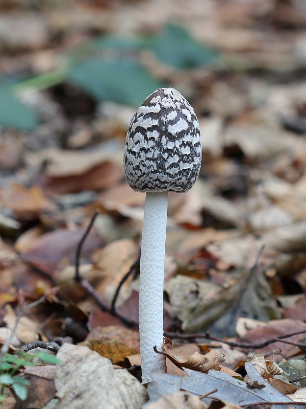 hnojník strakatý Coprinopsis picacea (Bull.) Redhead, Vilgalys & Moncalvo