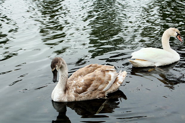 labuť hrbozobá Cygnus olor