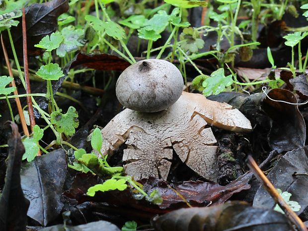 hviezdovka tmavá Geastrum coronatum Pers.