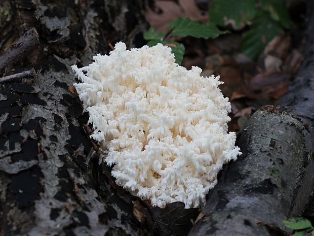 koralovec bukový Hericium coralloides (Scop.) Pers.