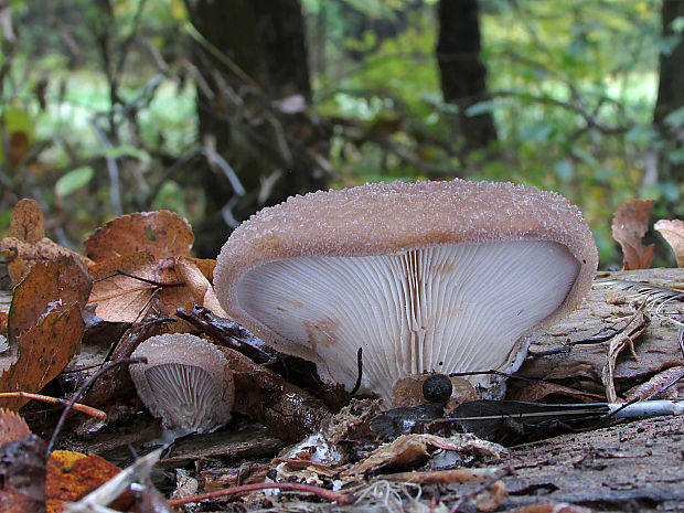 lastúrka plstnatá Hohenbuehelia mastrucata (Fr.) Singer