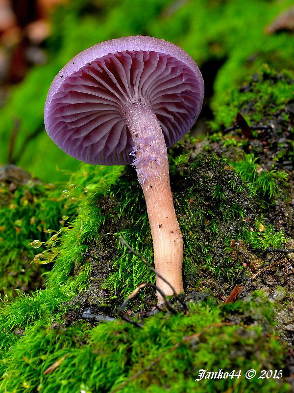 lakovka ametystová Laccaria amethystina (Huds.) Cooke