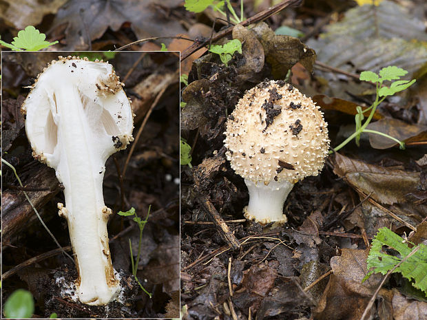 bedlička pavučinovcovitá Lepiota cortinarius var. cortinarius J. E. Lange