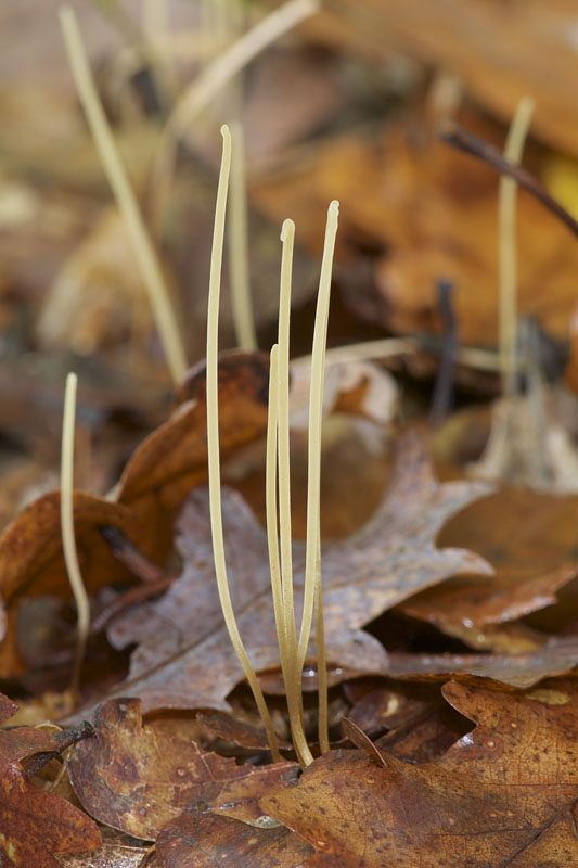 kyjovka tenká Macrotyphula juncea (Alb. & Schwein.) Berthier