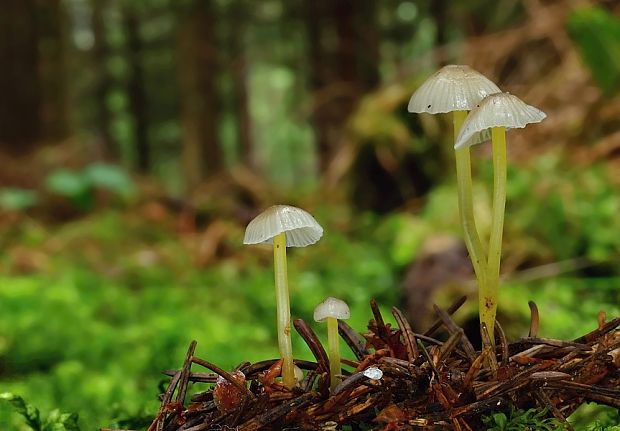 prilbička slizká Mycena epipterygia (Scop.) Gray