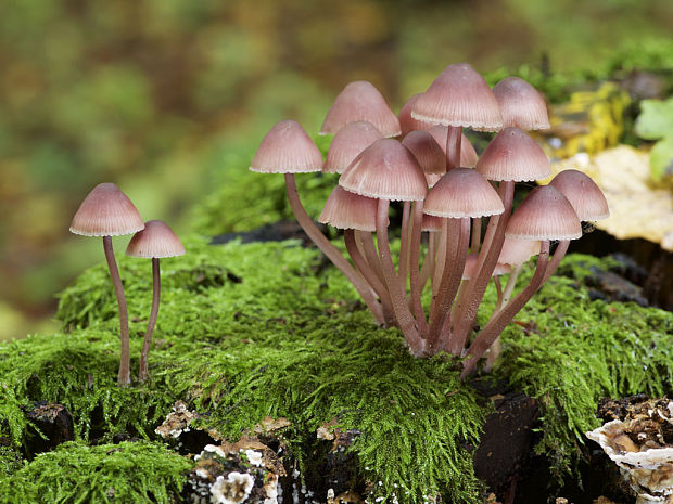 prilbička krvavomliečna Mycena haematopus (Pers.) P. Kumm.