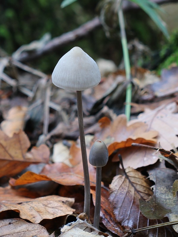 prilbička Mycena sp.