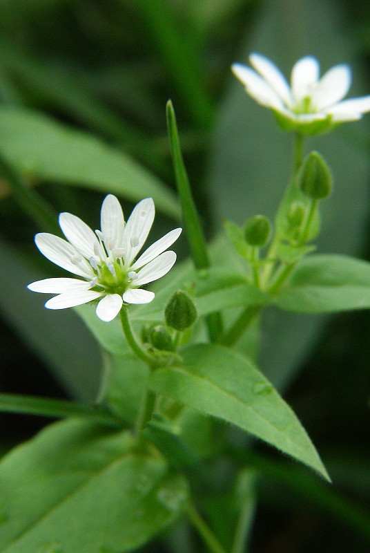 mäkkuľa vodná Myosoton aquaticum (L.) Moench