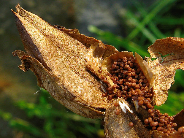 tabak Nicotiana tabacum L.