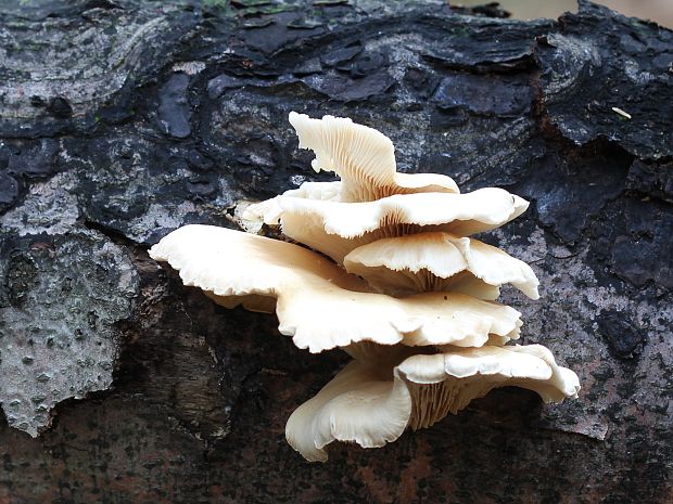 hliva buková Pleurotus pulmonarius (Fr.) Quél.