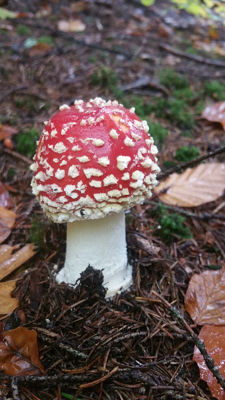 muchotrávka červená Amanita muscaria (L.) Lam.