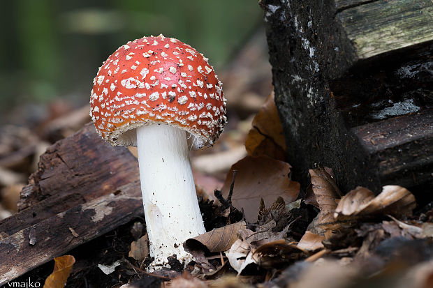 muchotrávka červená Amanita muscaria (L.) Lam.