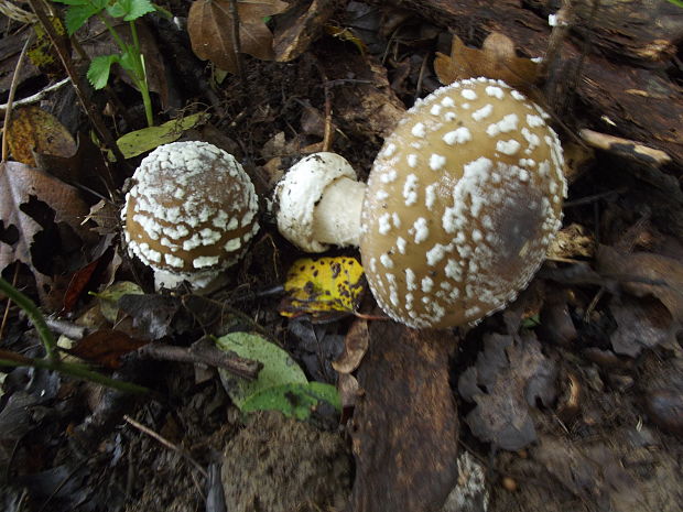 muchotrávka tigrovaná Amanita pantherina (DC.) Krombh.