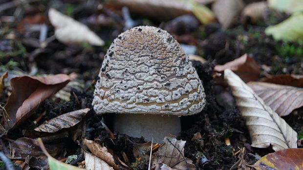 muchotrávka červenkastá Amanita rubescens Pers.