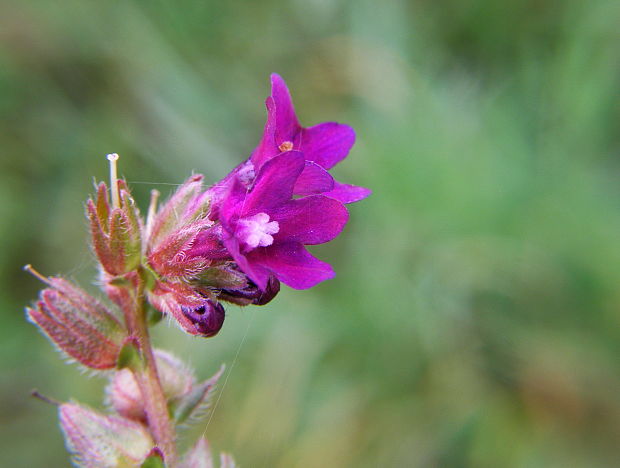 smohla lekárska Anchusa officinalis L.