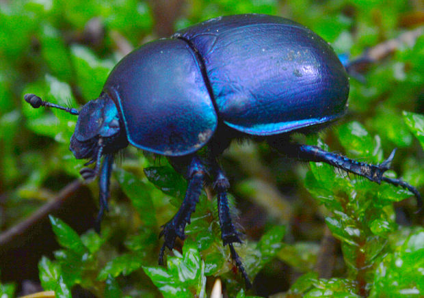 lajniak hôrny  Anoplotrupes stercorosus  Scriba, 1791